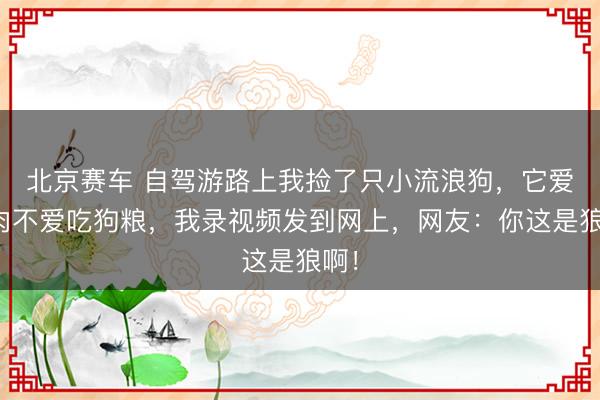 北京赛车 自驾游路上我捡了只小流浪狗,它爱吃肉不爱吃狗粮,我录视频发到网上,网友:你这是狼啊!